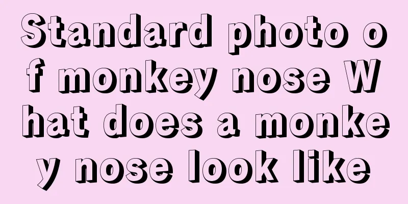 Standard photo of monkey nose What does a monkey nose look like