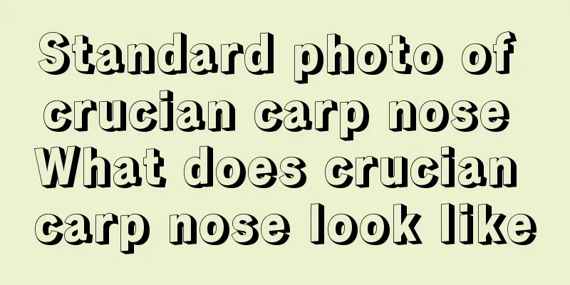 Standard photo of crucian carp nose What does crucian carp nose look like