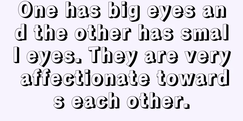 One has big eyes and the other has small eyes. They are very affectionate towards each other.