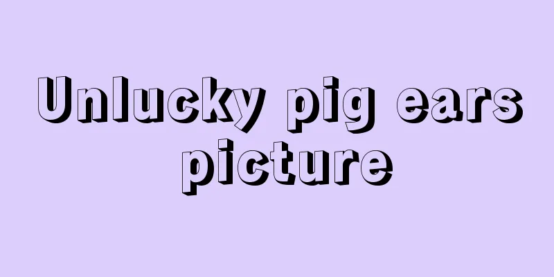 Unlucky pig ears picture