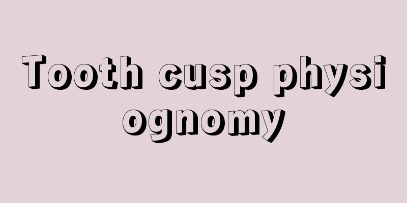 Tooth cusp physiognomy