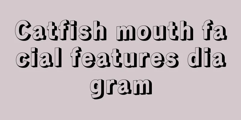 Catfish mouth facial features diagram