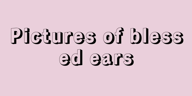 Pictures of blessed ears